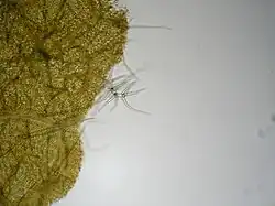 Bladhaar op gewone agrimonie