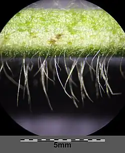 Stengel met haren en klieren