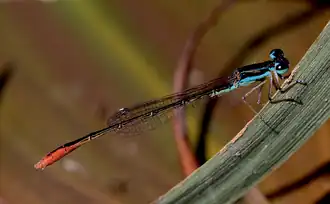 Agriocnemis angolense