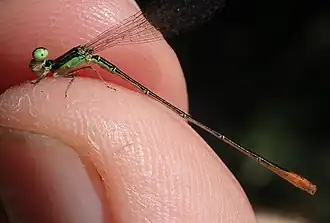 Agriocnemis gratiosa