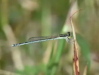 Agriocnemis lacteola
