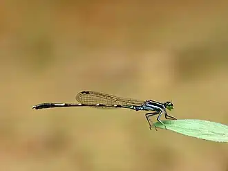Agriocnemis splendissima
