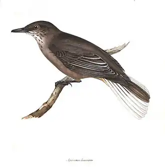 Zwartbekklauwiertiran