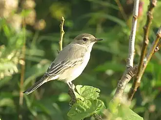 Patagonische klauwiertiran