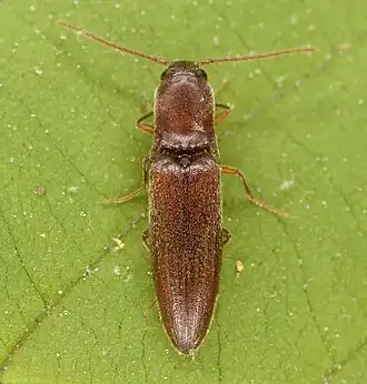 Agriotes oblongicollis