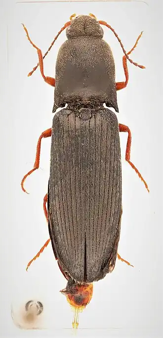 Agriotes stabilis