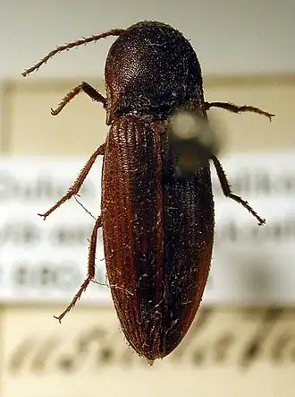 Agriotes ustulatus