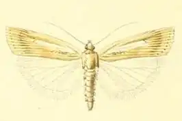 Agriphila argentistrigellus