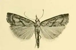 Agriphila brioniellus