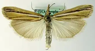 Agriphila deliella Zwartstreepgrasmot
