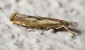 Agriphila tolli