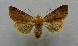 Agrochola helvola Roodachtige herfstuil