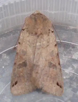 Agrochola litura Zwartgevlekte herfstuil