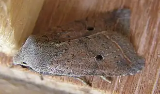 Agrochola lota Zwartstipvlinder