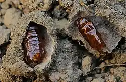 Cocons met uitgekomen poppen