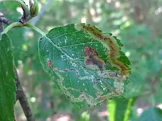 Agromyza alnivora