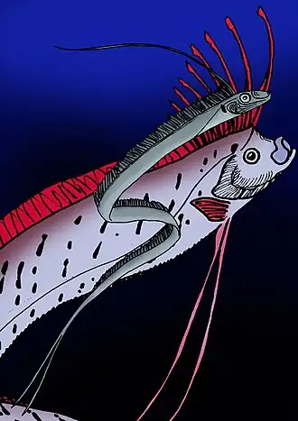 Agrostichthys parkeri