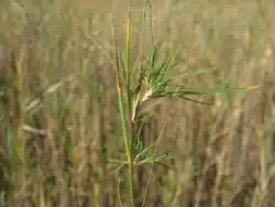 Valse viviparie bij moerasstruisgras (Agrostis canina)