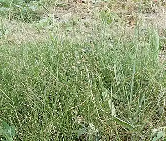 Tweetoppig struisgras