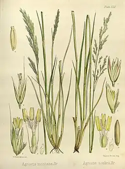 rechts: Agrostis scabra