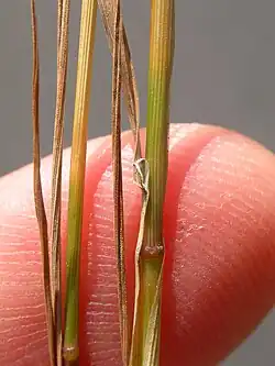 Stengel met bladschede en tongetje