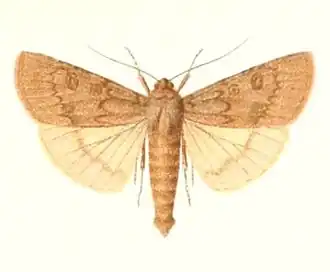 Agrotis fasciata