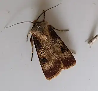 Agrotis catalaunensis
