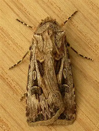 Agrotis munda