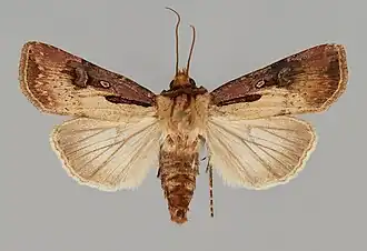Agrotis obliqua