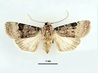 Agrotis poliotis