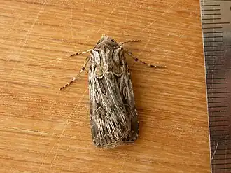Agrotis radians