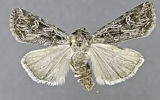 Agrotis robustior