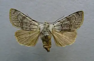 Agrotis simplonia