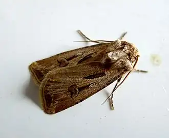 Agrotis biconica