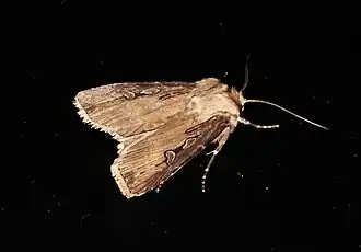 Agrotis stigmosa