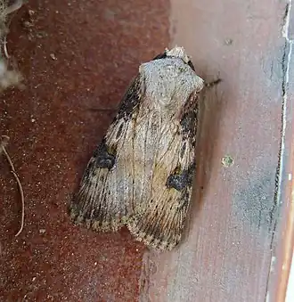 Agrotis syricola