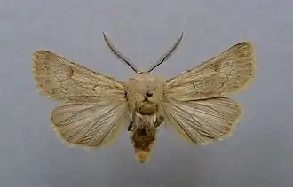 Agrotis turatii
