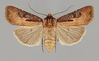 Agrotis vancouverensis