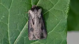 Agrotis venerabilis