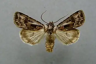 Agrotis vestigialis Bonte worteluil