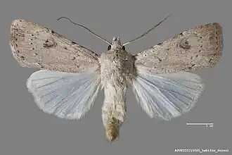 Agrotis vetusta