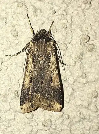 Agrotis volubilis