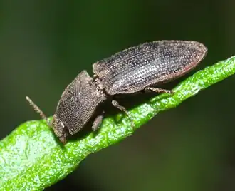 Agrypnus rectangularis