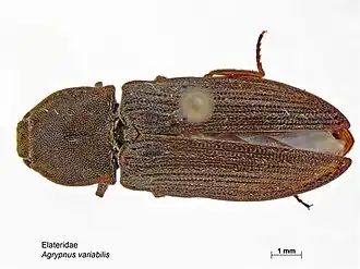 Agrypnus variabilis