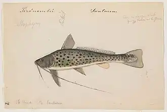 Aguarunichthys torosus