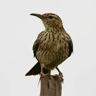 Agulhas-langsnavelleeuwerik