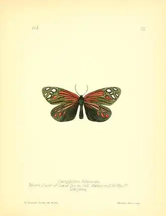 Campylotes atkinsoni