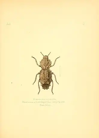 Scoriaderma