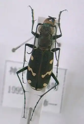 Cicindela gemmata