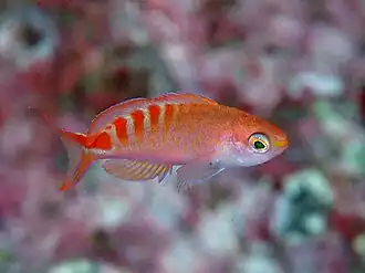 Pseudanthias lori